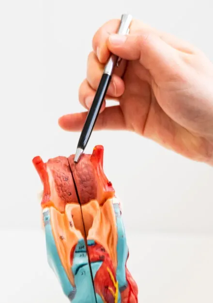 Dr Julia Crawford - Obstructive Sleep Apnea