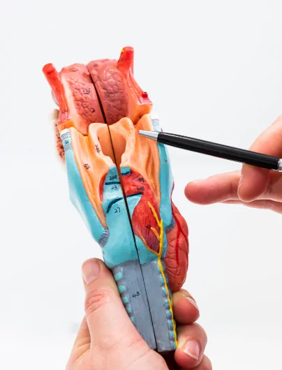 ENT Snoring Doctor Specialist Sydney Dr. Julia Crawford